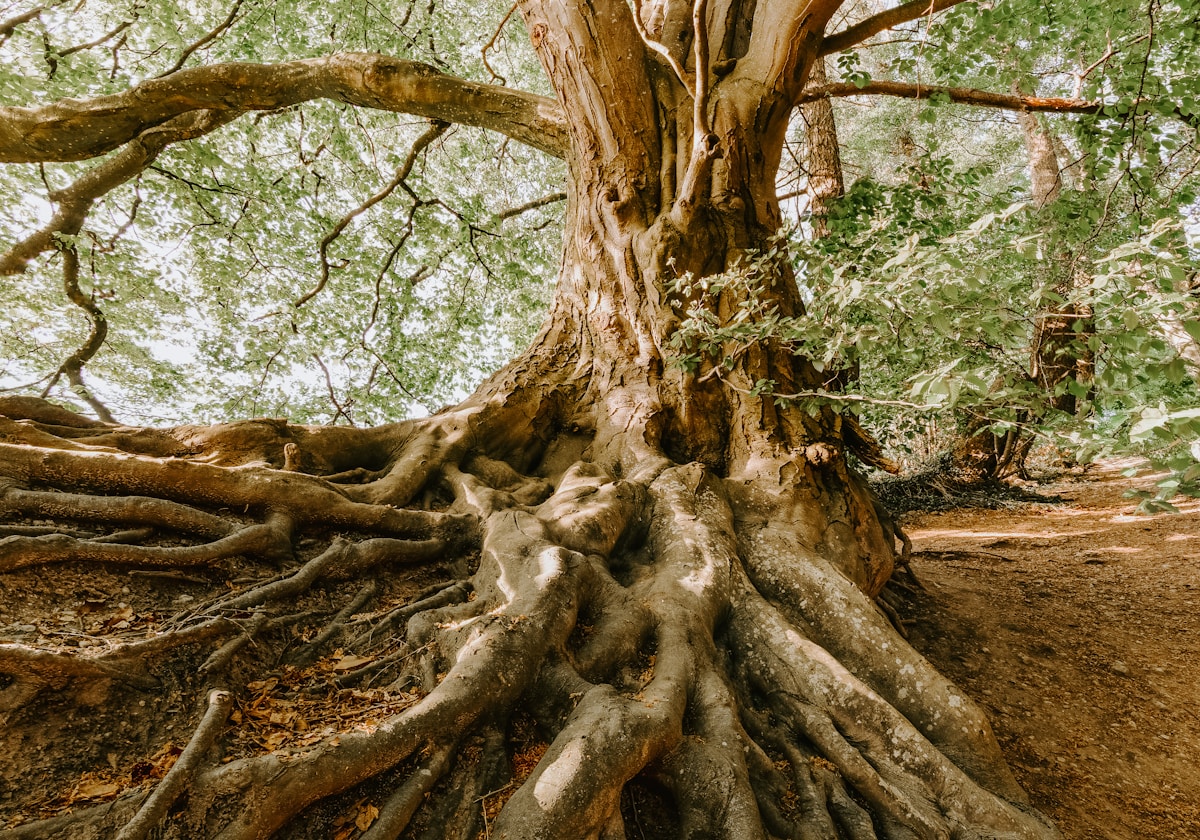 A mature green tree representing grounded and interconnected energy